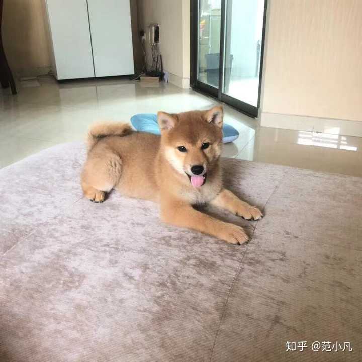 长大后他变成了一个也可以让别人依赖的狗狗.温暖的大帅哥