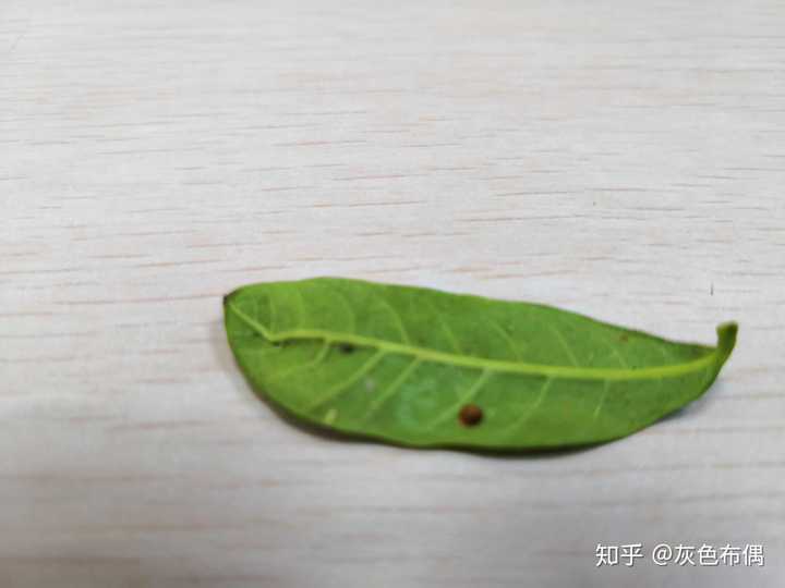 栀子花上长的,这是什么虫子?