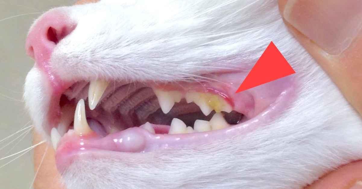 部分猫咪的牙龈存在色素沉着,因此牙龈出现黑色暗区属于正常现象.