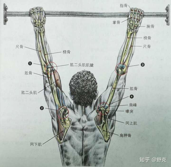 ④在重复进行引体向上时,或者对某些喙肩弓下方空间狭窄的人而言,冈