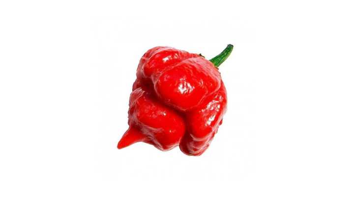 "壮汉t"特立尼达蝎子椒(trinidad scorpion "butch t"),辣度:1,463