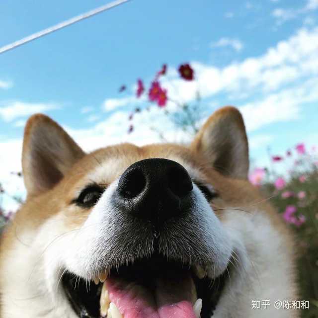 我觉得柴犬真的非常适合当头像! 而且给人感觉也是活泼开朗可爱女孩!