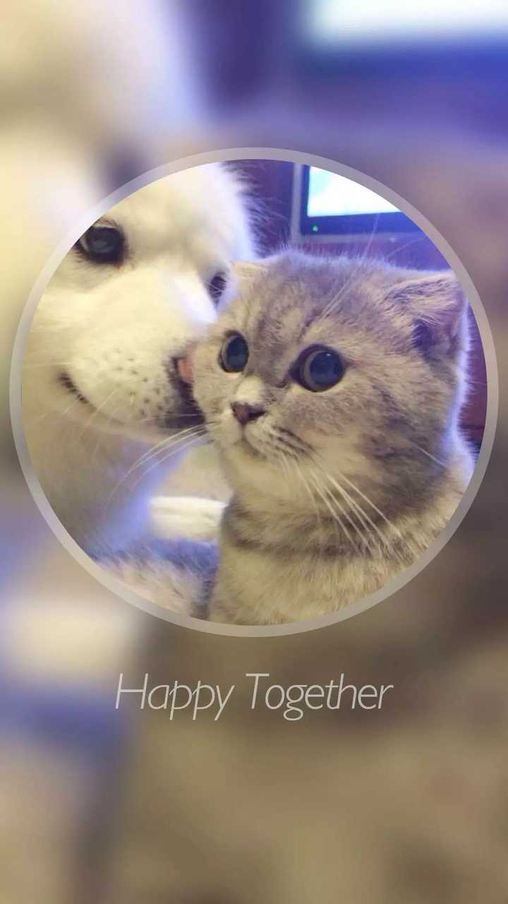 知乎 求猫咪壁纸or其他动物高清壁纸~~?