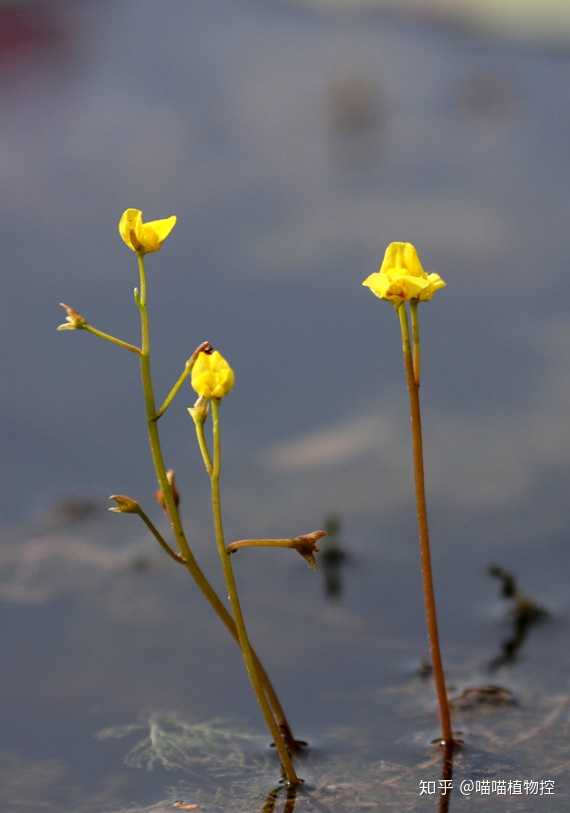 黄花狸藻 utricularia aurea