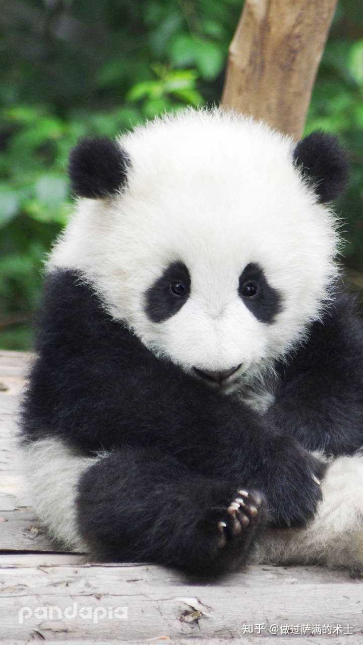 熊猫到底有多可爱?能不能用视频或者图片回答?