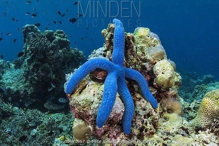 海星有蓝色的吗?
