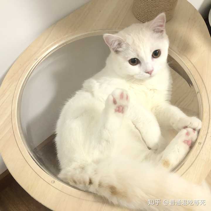 可以拍一些可爱的猫爪爪吗可以当头像的那种 谢谢(无猫人士的卑微请求