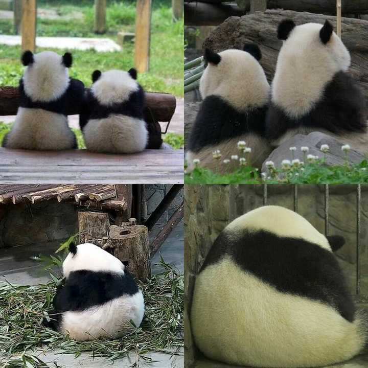 你有哪些收藏来反复看的大熊猫 (giant panda) 的图片?