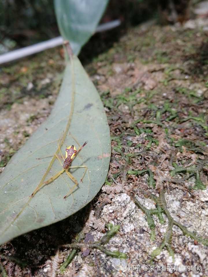 海南的虫子是不是很恐怖?