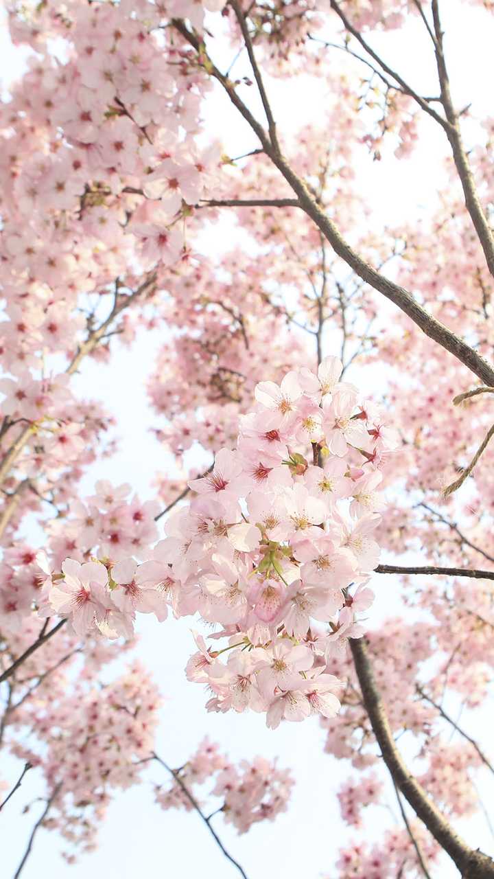 求几张主题是樱花全面屏壁纸.