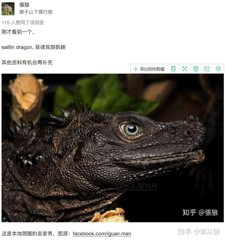 地球上长的最像龙的生物是什么?