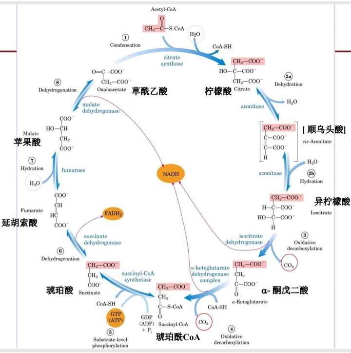 三羧酸循环,许多竞赛初学者的噩梦(要背的内容多).