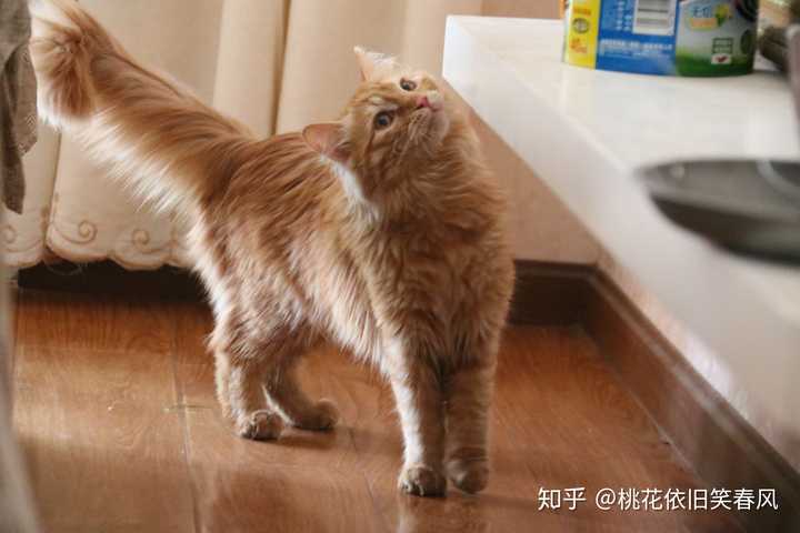 怎样才能捉到一只野生橘猫