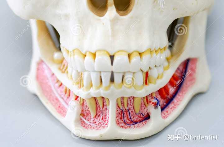 为什么人类会有如此多的牙齿疾病?