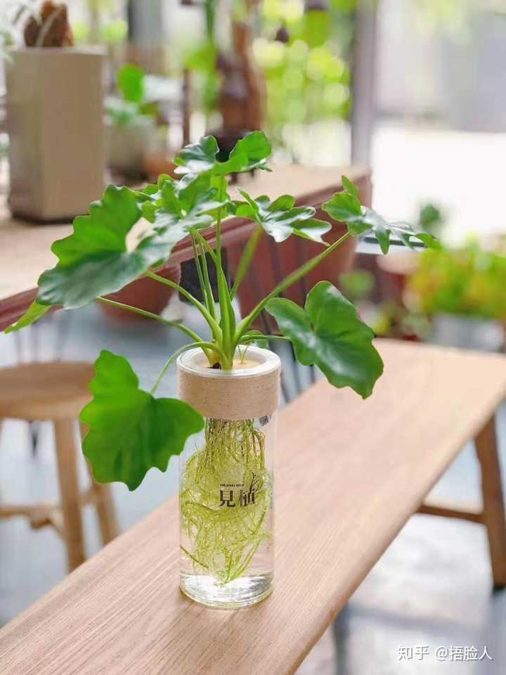 春羽,水培入门款