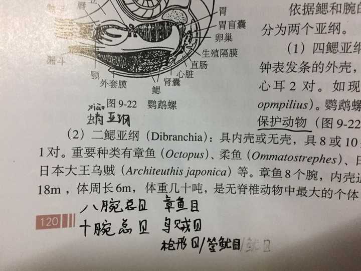 扯完原口动物,该谈谈后口动物了,容我再上张自己画的渣图后口动物