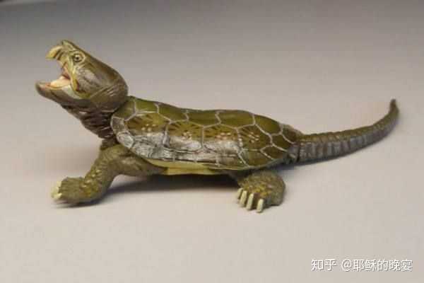 鹰嘴龟(图片来源于网络,侵删)