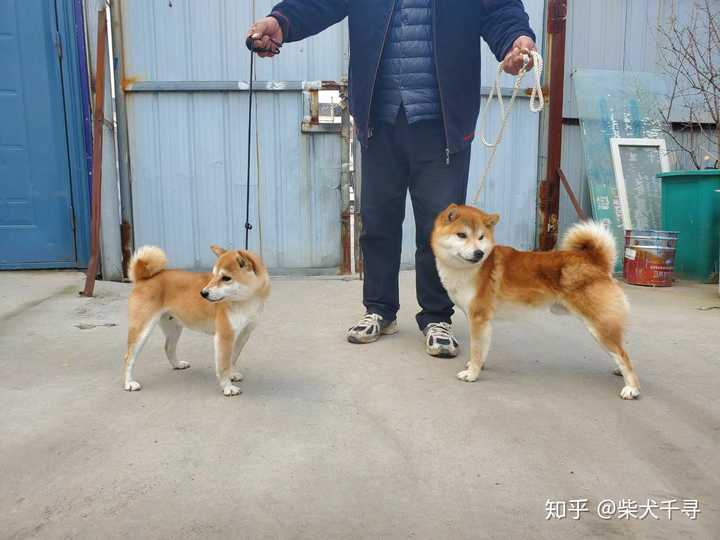 自己养的柴犬比同龄甚至低龄的柴都要瘦小怎么办?