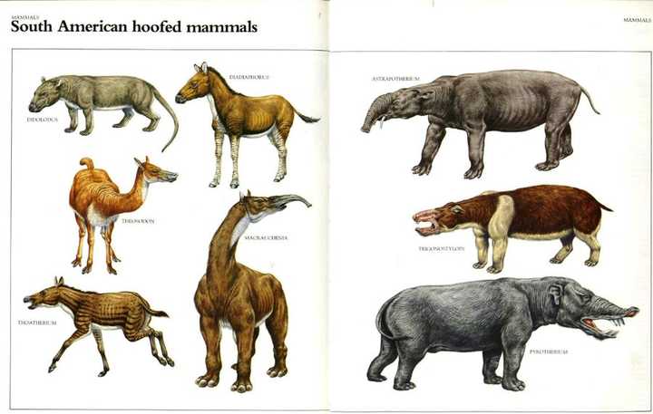 后弓兽复原图-图片来自网络 原马形兽-滑距骨目的类似马的动物 还有