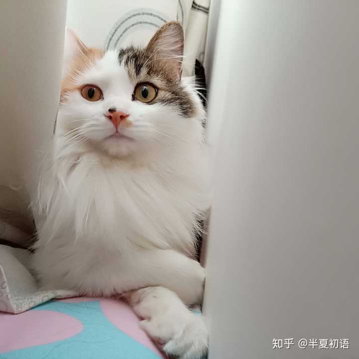 情侣养猫,猫会更喜欢谁?