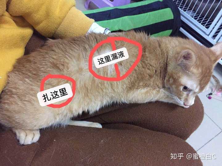 猫咪的传腹早期症状是什么?