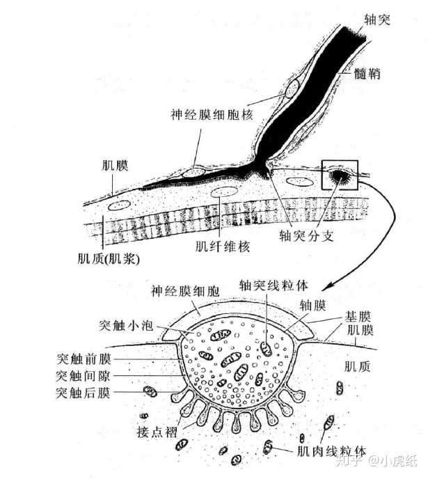 神经元(左)与神经肌肉接点(右)示意图,图片来源[2]