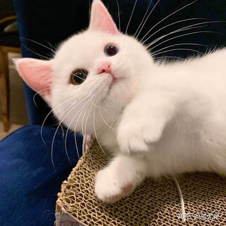 今天刚刷到一组好看的猫咪 就看到这个提问,真是芝麻掉进针眼里—巧