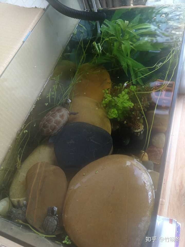 如何做好一个龟鱼混养生态缸?
