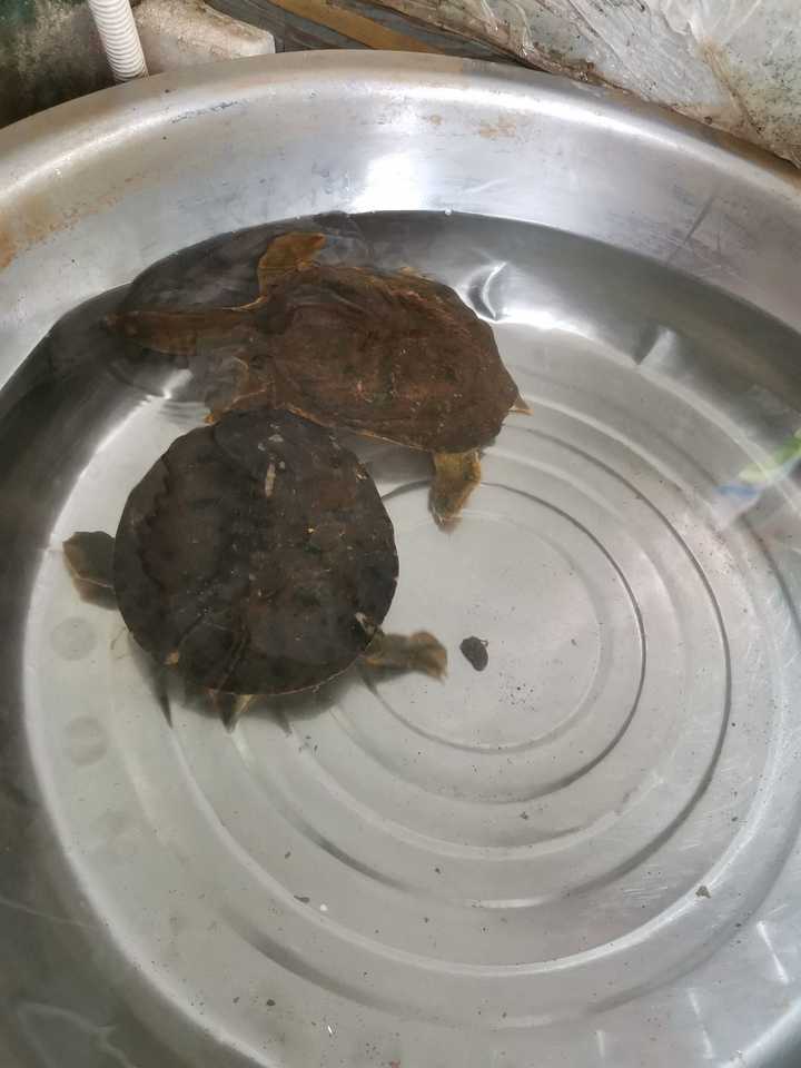 野生甲鱼怎么分辨?
