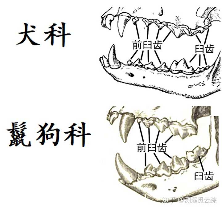 斑鬣狗是一种什么样的动物为何其不是犬科动物