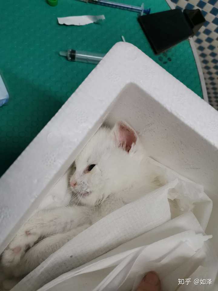 小猫临死前.死在凌晨二点多圣诞节. 埋在小区旁边的小河旁了.
