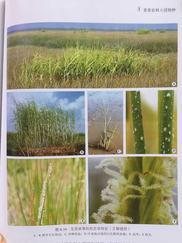 同时互花米草不出意料也能改变土壤微生物生物群落结构,互花米草的