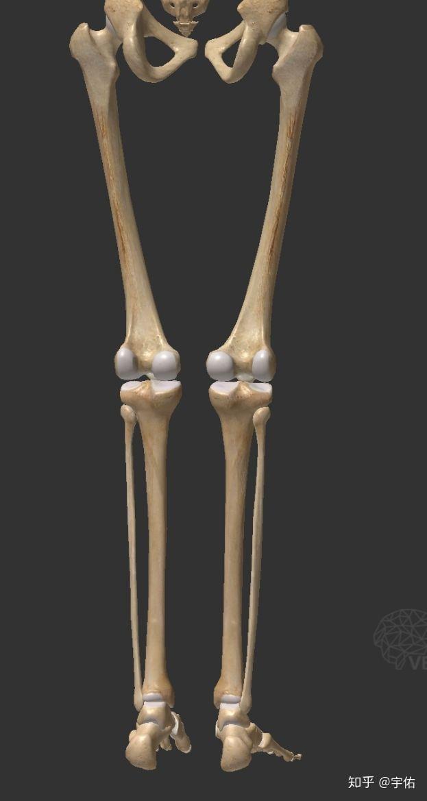 小腿解剖图