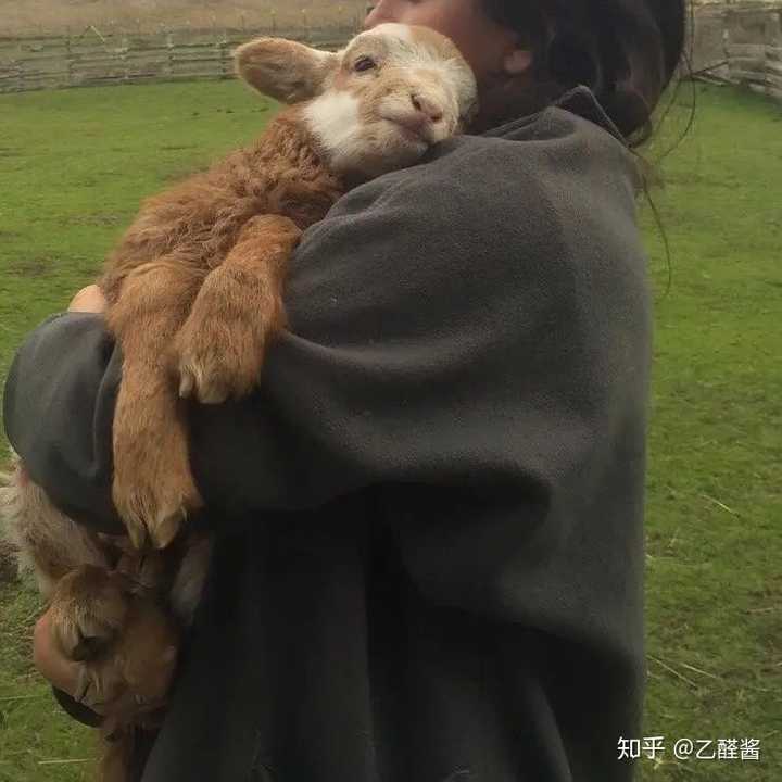 有没有抱着动物的头像?