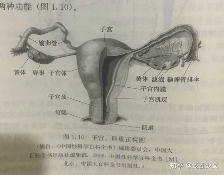 未生育的女性的子宫颈管内径只有火柴杆粗细.