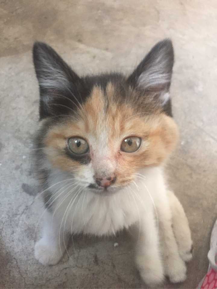 泻药 我只看到这只猫猫身上有两种颜色,应该不算三花的 三花是说身上