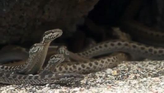 纪录片地球脉动第二季中的群蛇追蜥蜴那一段看得人心都揪起来了
