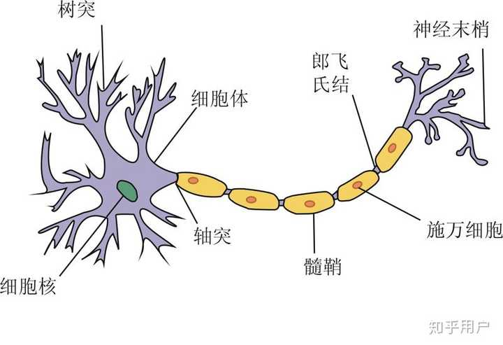 神经系统通过神经突触的回路的建立来储存信息.