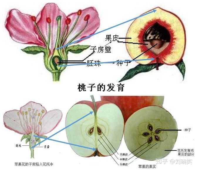 蓝色箭头的指示: 桃花子房的顶端( 植物形态学的上端)发育成了桃子的