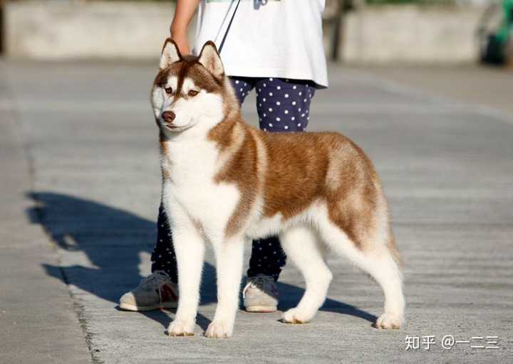 哈士奇的价格贵吗,好养吗?