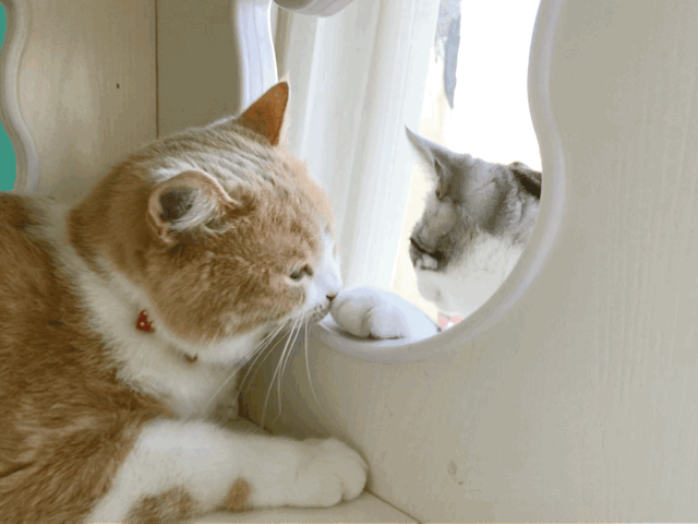 有哪些好看的[猫咪动图]表情包?