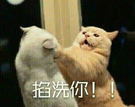 有哪些可爱到哭泣的猫咪图片或者表情包?