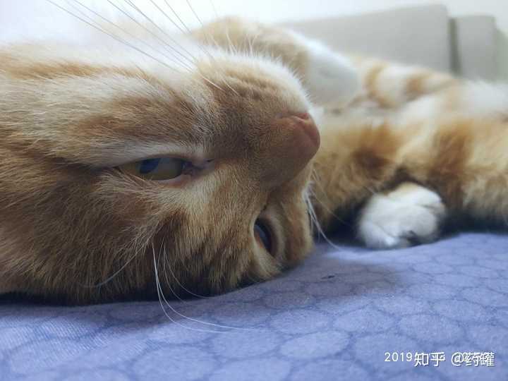 为什么总感觉猫跟狗的眼神楚楚可怜?