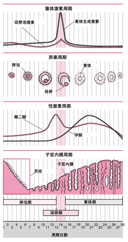 激素水平变化