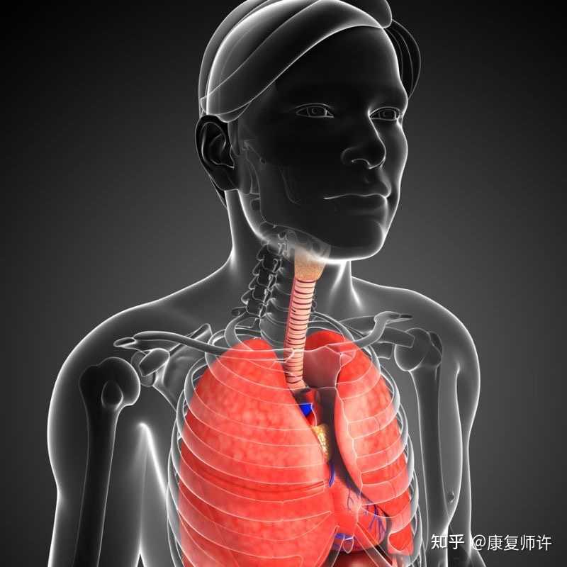如何感受横膈膜的运动