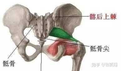 这两个点作为骨性标志点是很容易从体表触摸到的,在触摸到之后,我们
