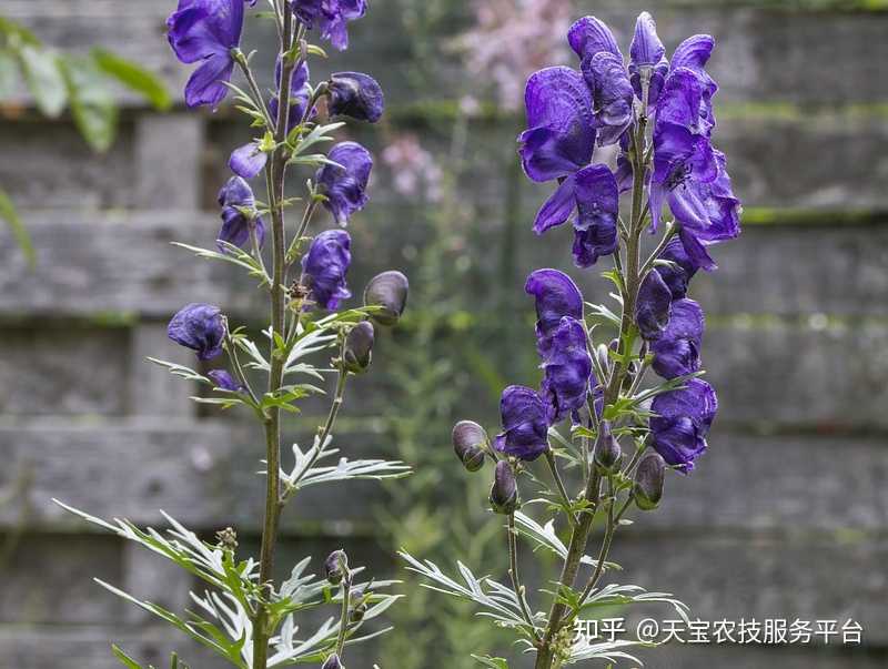 上涨药材附子适合跟哪些药材套种