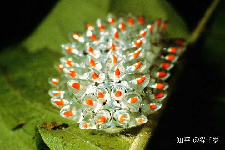 蟹黄水晶毛虫 larva of acraga coa