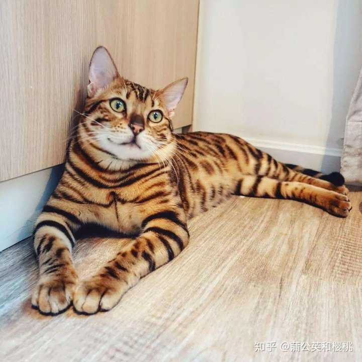 这是狸花猫吗还是野生豹猫?