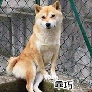 最好是猫?